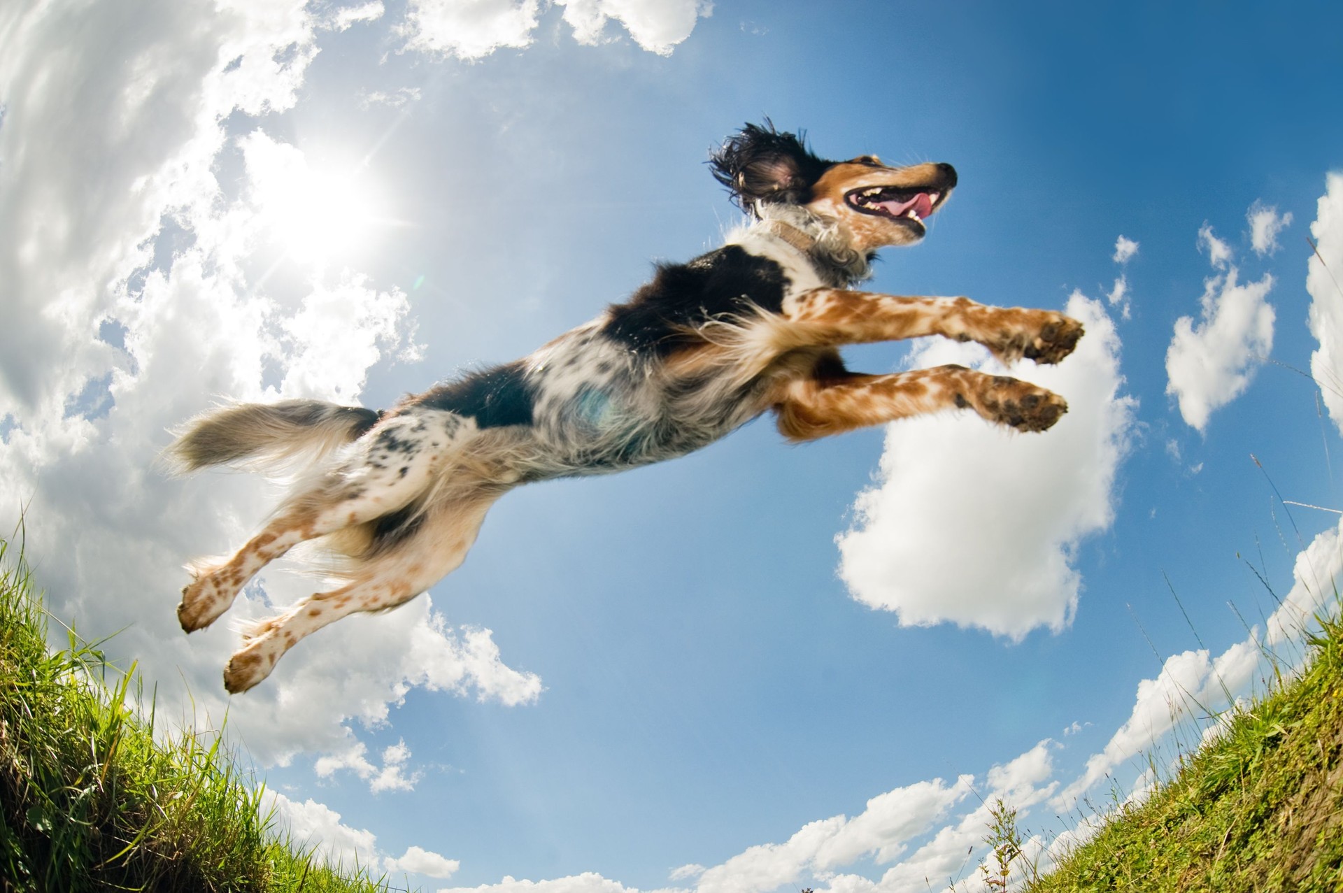 Jumping dog (© Lobke Peers) Jumping dog (© Lobke Peers)